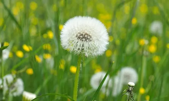 CHỮA BỆNH GOUT BẰNG BỒ CÔNG ANH – GIẢM TÌNH TRẠNG VIÊM LAN RỘNG Cong dung chua benh cua cay bo cong anh