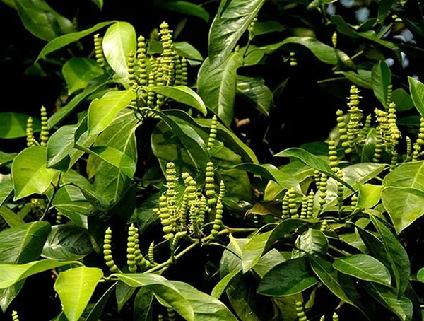 DÂY GẮM – KHẮC TINH CỦA BỆNH GÚT day gam